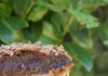 barres au son fourrées aux pruneaux