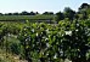 Vendanges belles et bio en Lubéron, au Château de la Dorgonne
