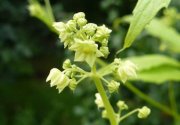 Une découverte dans notre jardin....la cyclanthère